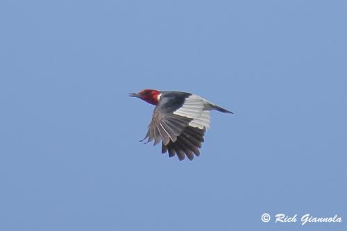 Red-Headed Woodpecker