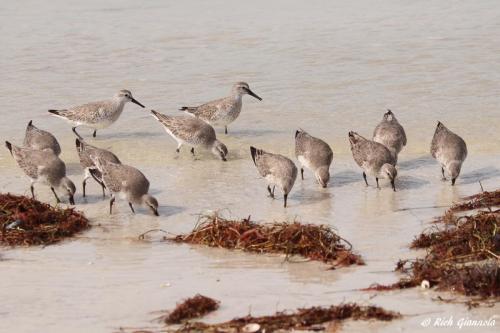 Red Knots