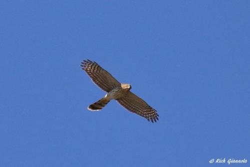 Red-Shouldered Hawk