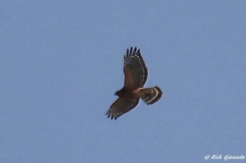 Red-Shouldered Hawk