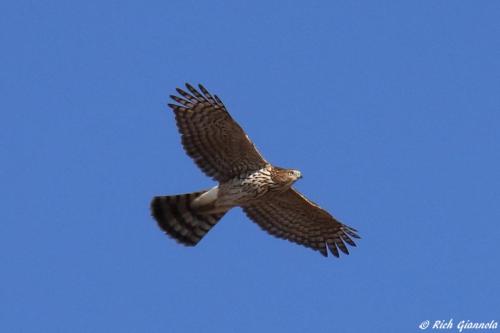 Red-Shouldered Hawk