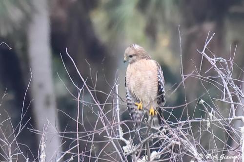 Red-Shouldered Hawk