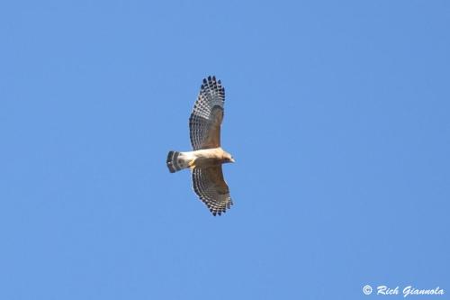 Red-Shouldered Hawk