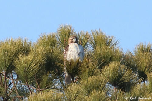 Red-Tailed Hawk