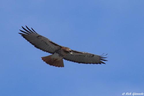 Red-Tailed Hawk