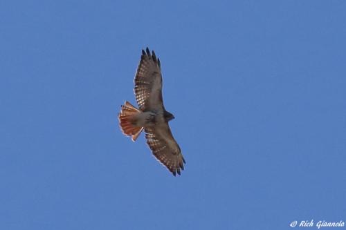 Red-Tailed Hawk