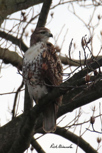 Red-Tailed Hawk checking the scene