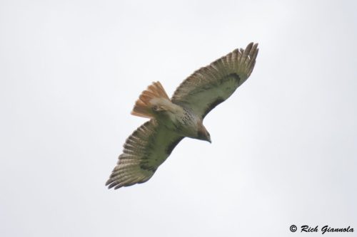 Red-Tailed Hawk