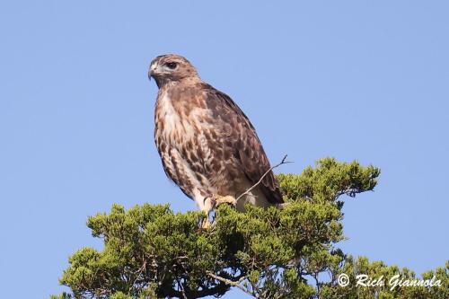 Red-Tailed Hawk