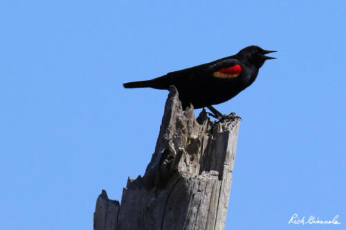 Red-Winged Blackbird singing