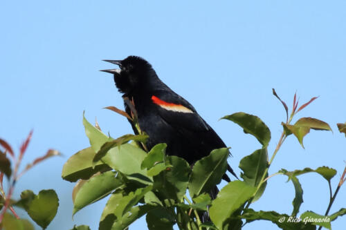 This Red-Winged Blackbird is looking for attention