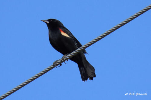 A Red-Winged Blackbird walking on the tightrope