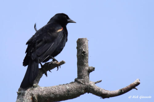 Red-Winged Blackbird likes this view