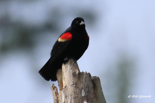 Red-Winged Blackbird resting up