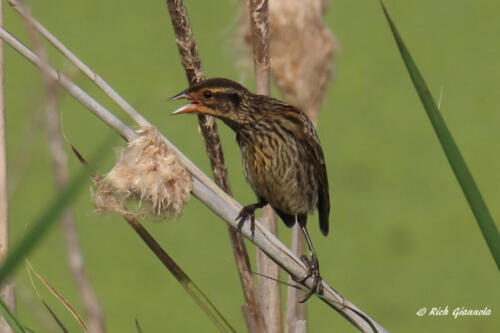 This female Red-Winged Blackbird has something to say