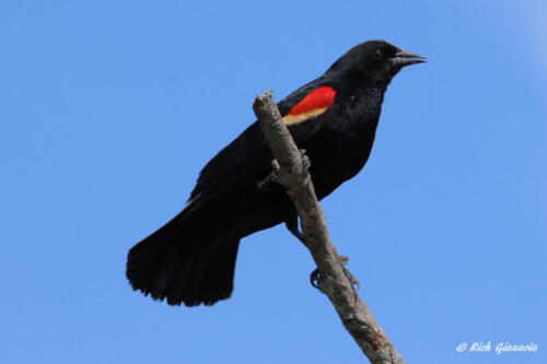 Red-Winged Blackbird scoping things out