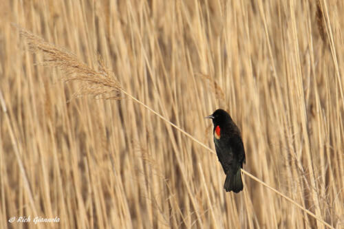 Red-Winged Blackbird