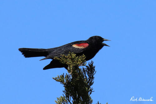 Red-Winged Blackbird singing