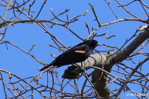 Red-Winged Blackbird