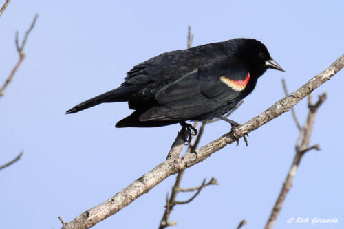 Red-Winged Blackbird