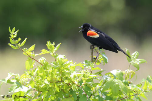 Red-Winged Blackbird