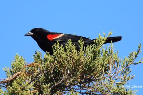 Red-Winged Blackbird