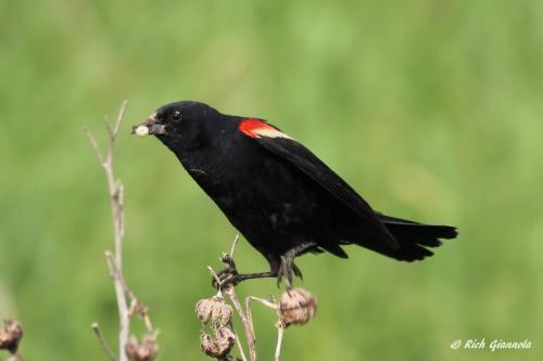 Red-Winged Blackbird