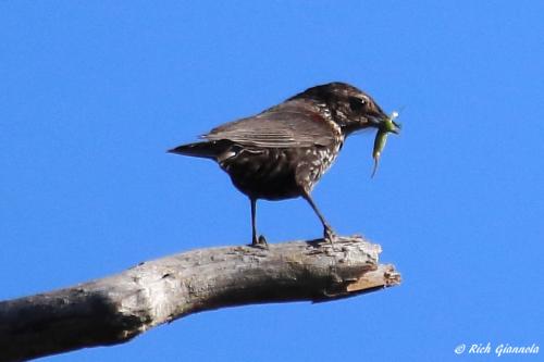 Red-Winged Blackbird