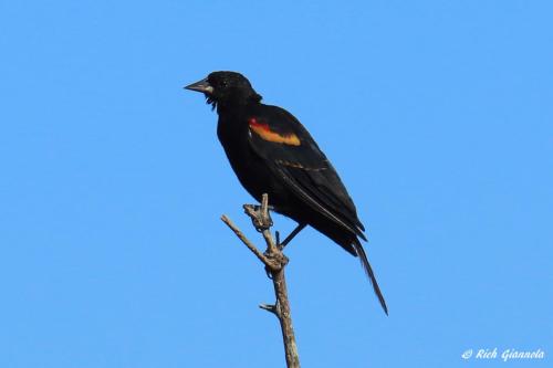 Red-Winged Blackbird