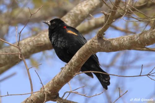 Red-Winged Blackbird