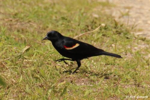 Red-Winged Blackbird