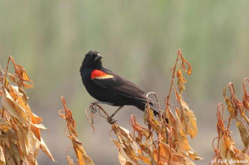 Red-Winged Blackbird