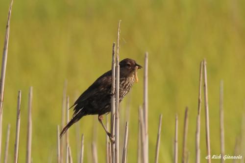 Red-Winged Blackbird