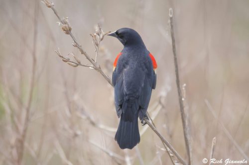 Red-Winged Blackbird