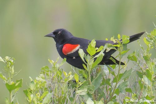 Red-Winged Blackbird
