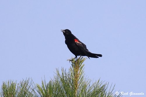 Red-Winged Blackbird
