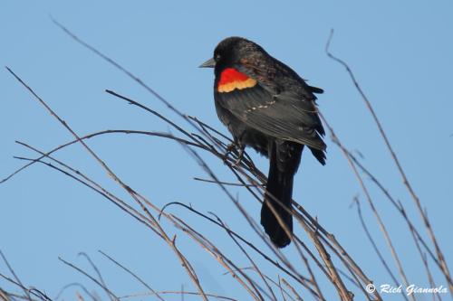 Red-Winged Blackbird