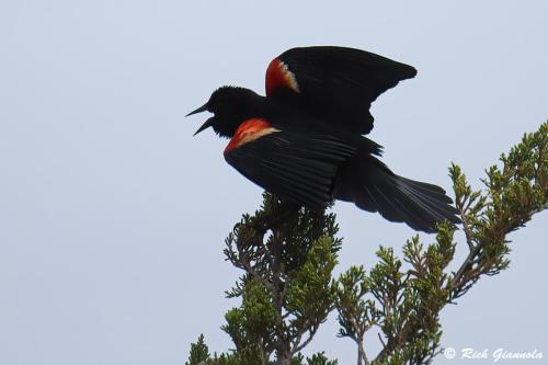 Red-Winged Blackbird