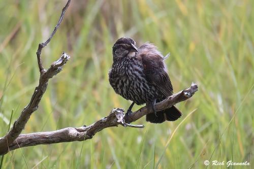 Red-Winged Blackbird