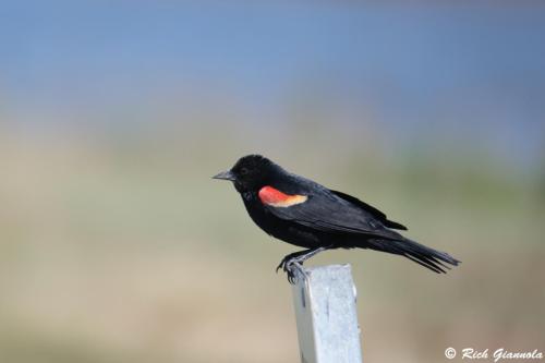 Red-Winged Blackbird