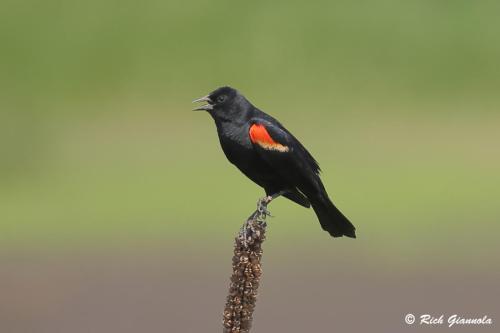 Red-Winged Blackbird