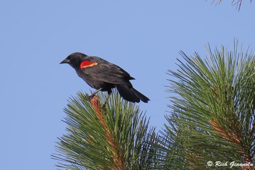 Red-Winged Blackbird