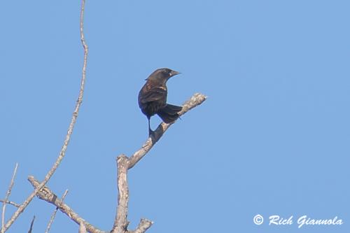 Red-Winged Blackbird