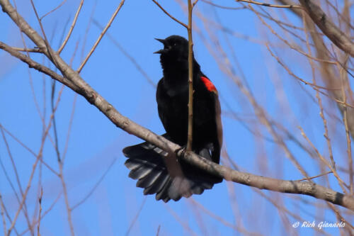 Red-Winged Blackbird vocalizing