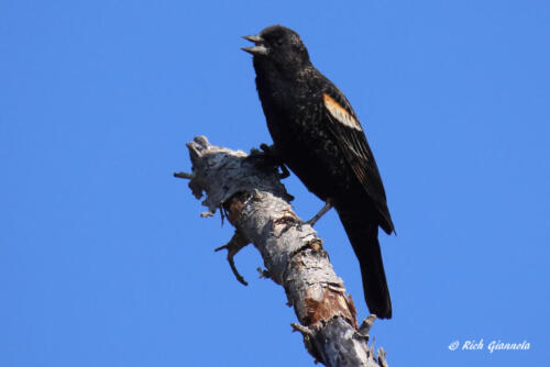 Red-Winged Blackbird vocalizing