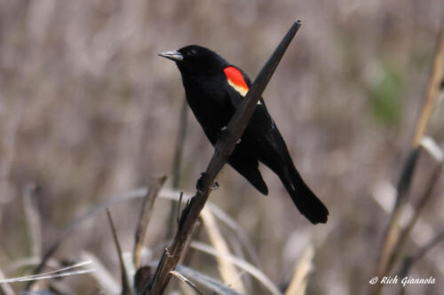 Red-Winged Blackbird checking things out