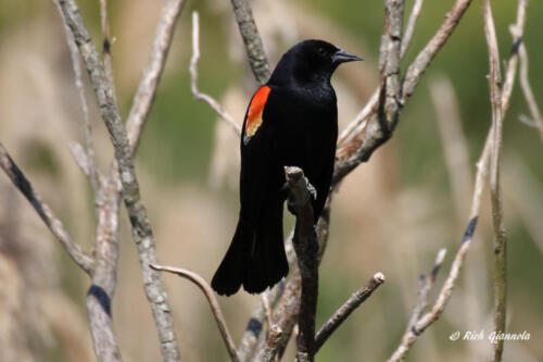 A Red-Winged-Blackbird surveying the situation