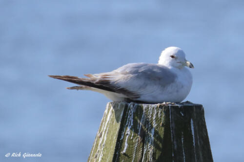 A Ring-Billed Gull taking a rest