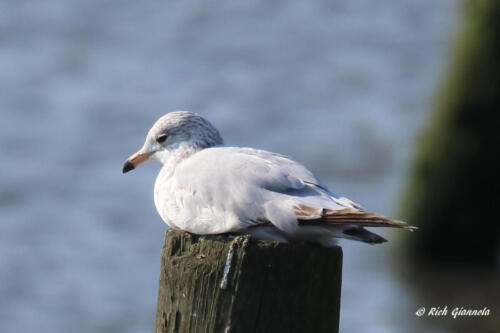 Ring-Billed Gull warming up in the sun