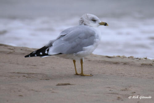 Ring-Billed Gull